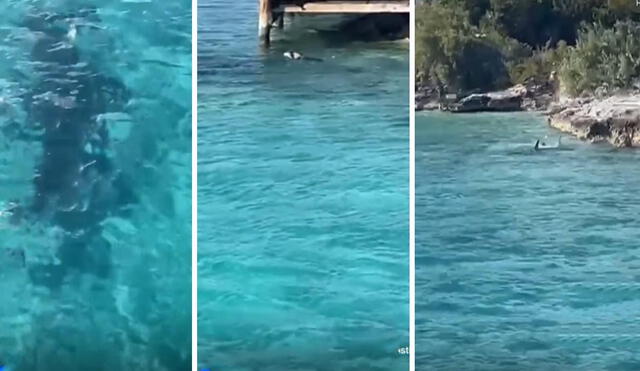 El tiburón salió huyendo luego que el perro lo asustara. Video: @dustinlaney/TikTok