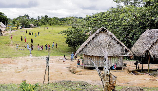 Defensa. Los pobladores de Saweto siguen enfrentando solos la tala ilegal de madera y de los narcotraficantes que propagan la siembra de coca. Foto: difusión