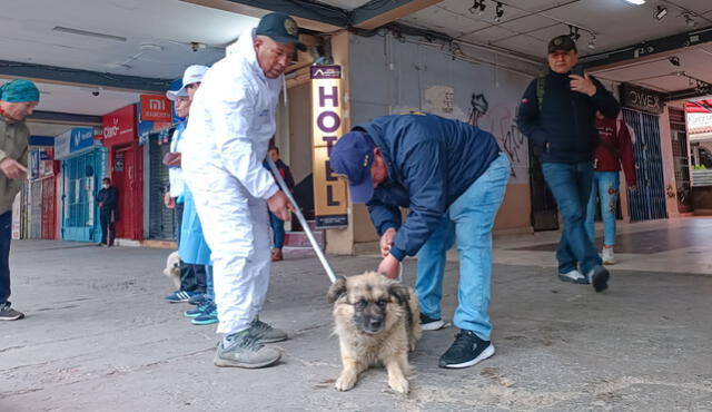 La autoridad señaló que los animalitos fueron trasladados al albergue donde recibirán todos los cuidados necesarios. Foto: Municipalidad Provincial de Huaraz
