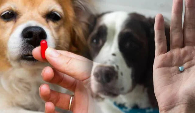 Estos son algunos trucos para hacer que los perros tomen pastillas. Foto: compsición LR/iStockphoto/difusión