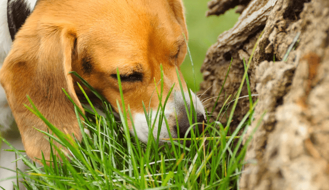 Los perros comen pasto por diversas razones. Foto: Soyunperro