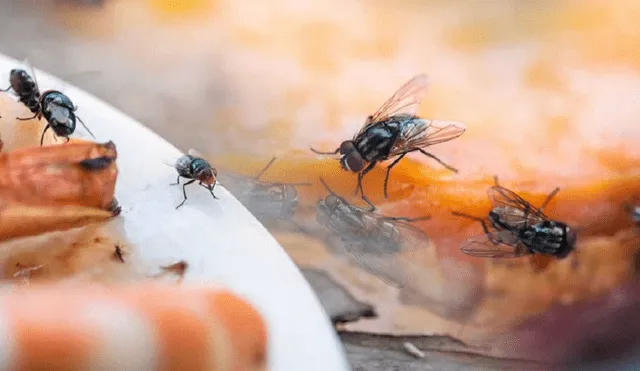 Las moscas pueden traer diversas enfermedades. Foto: Oxford Scientific Films
