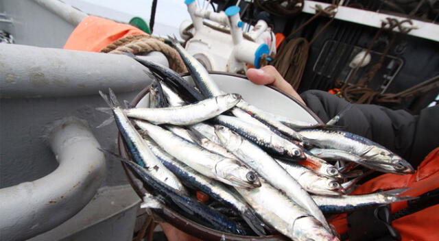 La pesca de anchoveta en el Perú se concentra en la zona norte centro del litoral.