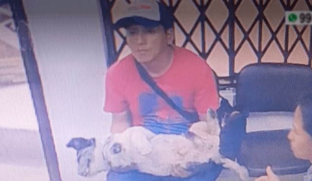 SMP: sujeto se ofreció a cargar a perrito a la veterinaria y luego ejecutó el robo. Foto: América | Video: América