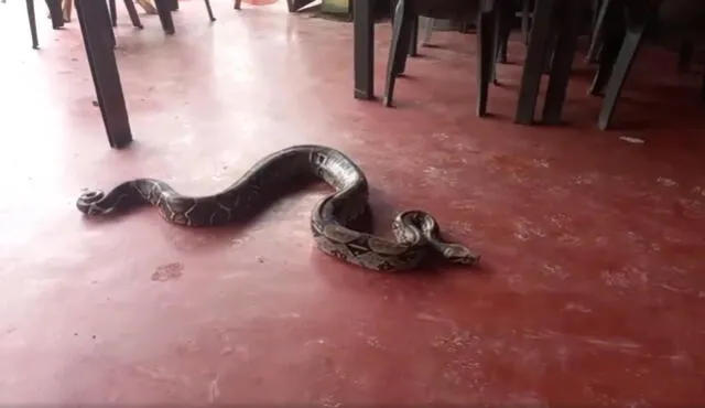 El restaurante está ubicado en el distrito de Sangani, Chanchamayo. Foto: Captura Video Jordan Lino