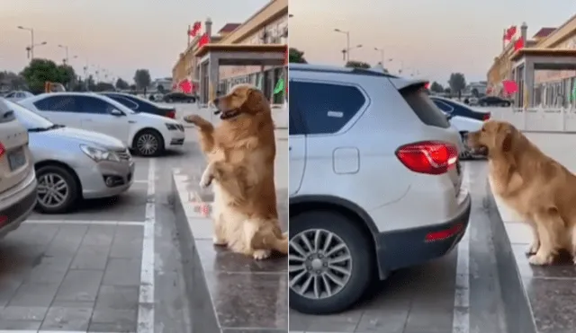 El tierno can demostró estar preparado para el trabajo. Foto: composición LR/Instagram/@goldenshero