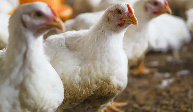 Precio de la carne de pollo se incrementa por su baja producción. Foto: Cámara de Comercio La Libertad