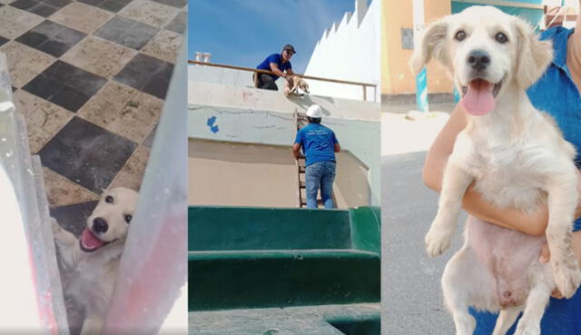 Rescataron a perrita que cayó dos metros en estadio abandonado. Composición: LR / Video: Marissa Barrantes