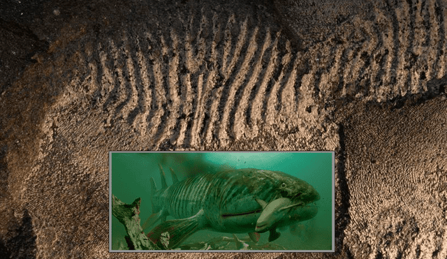 Los científicos lograron ensamblar los restos hallados en Sudáfrica e identificar la nueva especie de pez gigante prehistórico. Imagen: composición / PLOS One / Fandom