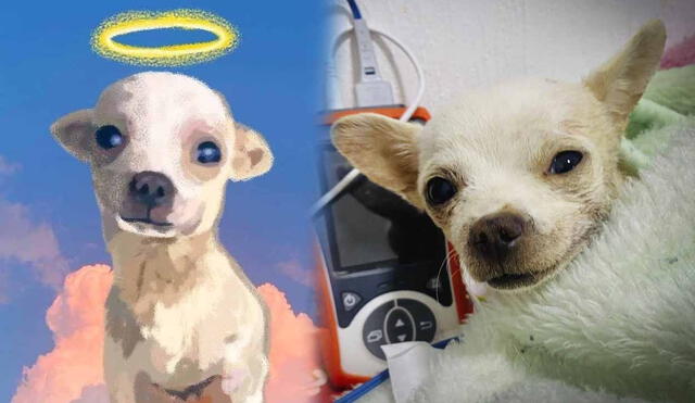 Pinky luchó 5 semana por su vida. Foto: Veterinaria Animal Center Pet Shop