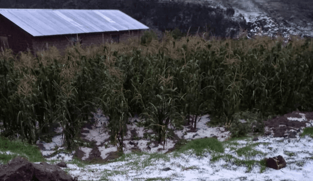 Daños. Cultivos de papa  en Cusco son afectados por las heladas meteorológicas. Foto: La República.
