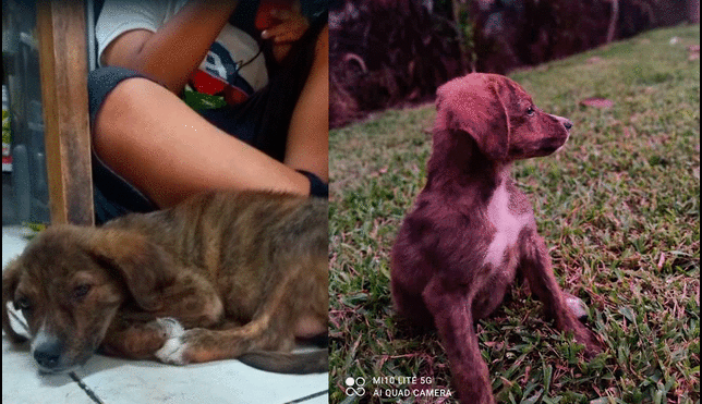 Dieron en adopción a sus hermanitos y solo queda una perrita que busca hogar. Foto: composición LR/cortesía - Video: LR/cortesía