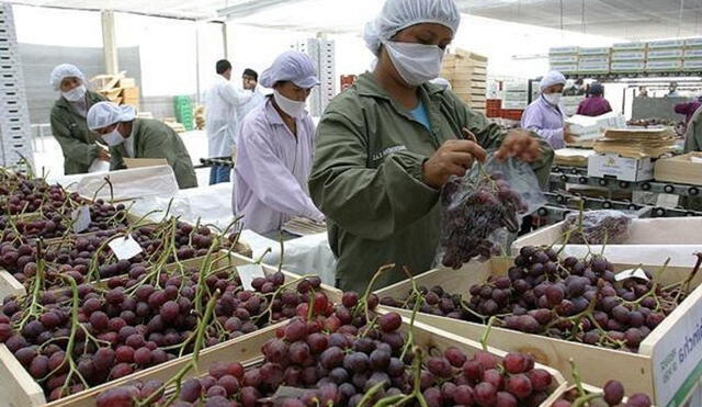 Los principales destinos de las agroexportaciones son Estados Unidos, Países Bajos, España, Reino Unido, Hong Kong, Ecuador, China, Alemania, Canadá y Colombia. Foto: Andina