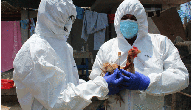 Senasa ha tomado cartas en el asunto tras contagio extendido de gripe aviar. Foto: Senasa