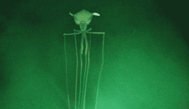 Calamar de aleta grande (Magnapinna) detectado en el Golfo de México en 2007. Fotocaptura: National Geographic.