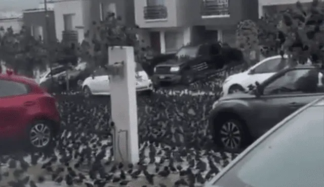 Una sorprendente cantidad de palomas se posó en las calles de esta ciudad de México y alertó a los vecinos. Foto: composición LOL / Twitter