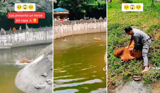 El orangután cayó y, al parecer, no sabía nadar. Foto: composición de LR/TikTok/@Wil.vallejos