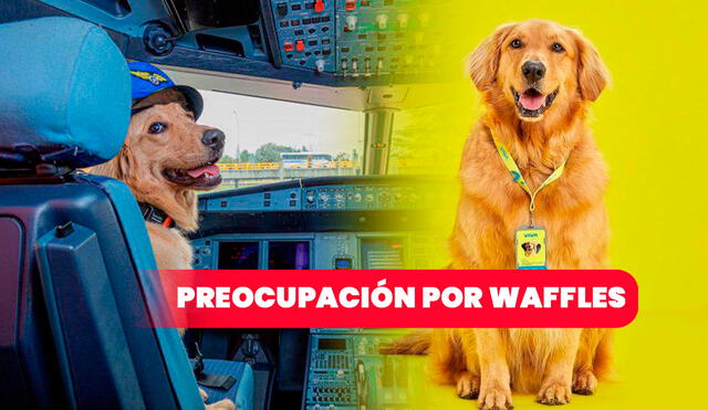 Waffles es la mascota que trabaja en Viva Air. Foto: ComposiciónLR/ Infoabe/ El Colombiano