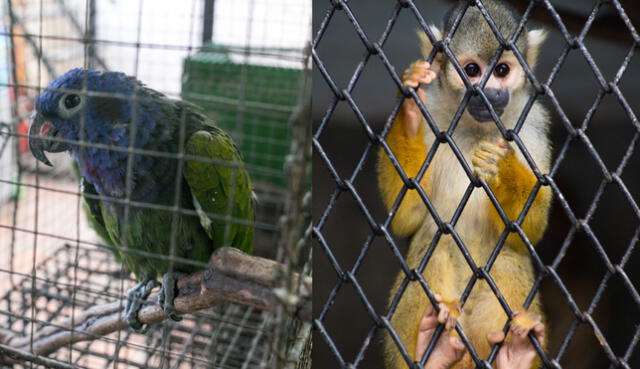 Los loros y los monos son de los animales más vendidos ilegalmente en Perú. Foto: composición LR / Serfor / Difusión