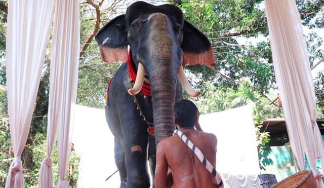 Los elefantes son considerados sagrados por el hinduismo. Foto: EFE