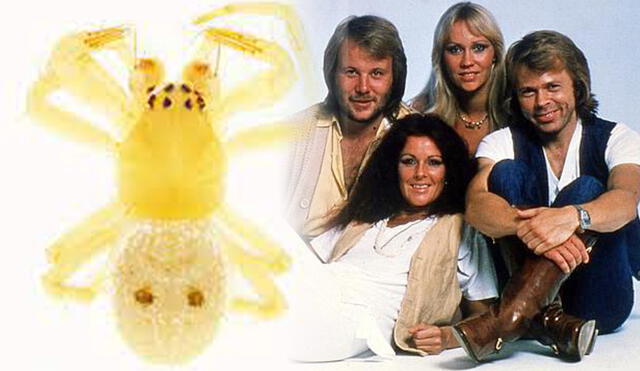 Conoce el por qué investigadores han denominado a una especie arácnida tal como el nombre de la banda de Pop, Abba. Foto: captura LR/ Andina