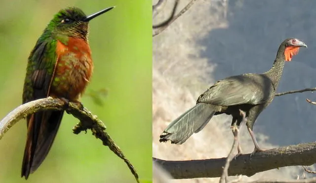 Especies de aves se ven en los bosques de Piura. Foto: La República