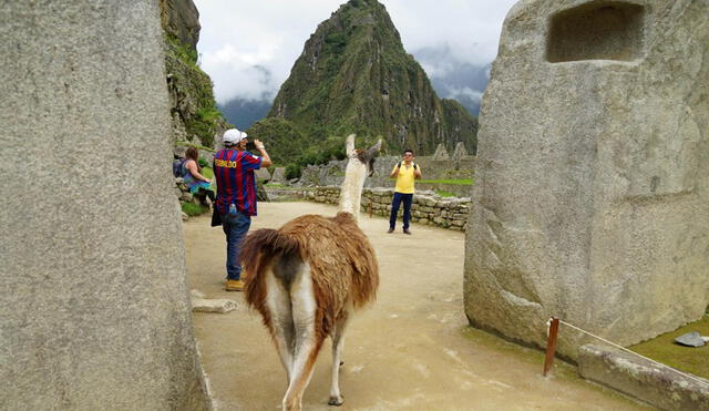 Visitantes. Llegan a Machupicchu luego de que estuviera cerrado casi un mes. Foto: La República