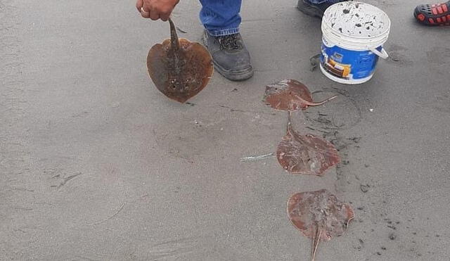 Las rayas muertas en su gran mayoría eran de tamaño pequeño. Foto: Chimbote Noticias