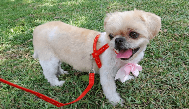 El can llevaba un arnés rojo, tiene 10 años y padece de diabetes. Foto: LR/cortesía