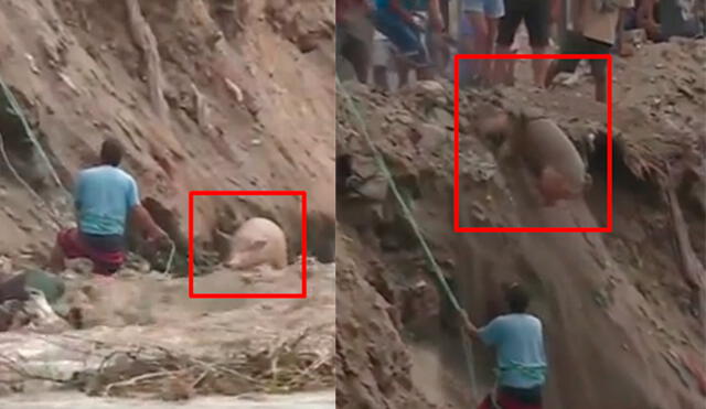 Cerdo es rescatado del río Chillón. Foto y video: Canal N