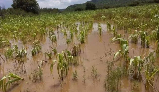 Este seguro compensa las pérdidas producto de fenómenos climatológicos. Foto: Andina