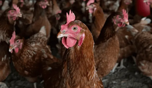 Según la OMS, la gripe aviar afecta principalmente a las aves domésticas y es considerada altamente mortal. Foto: Nius