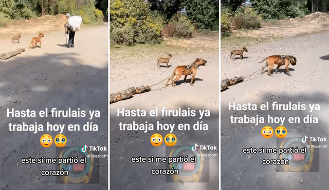 Ver al animal trabajando junto con su dueño conmovió los corazones de miles en redes. Foto: composición LR/TikTok/@Elrashitooficial