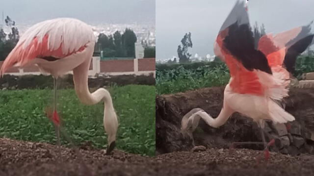 Hermosas aves migratorias fueron observadas en la ciudad de Arequipa. Foto: Exitosa