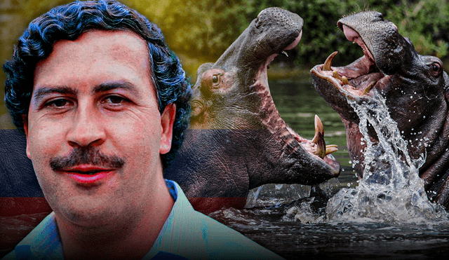 Los hipopótamos de Escobar se han convertido en una plaga en Colombia. Foto: composición LR/revista Semana