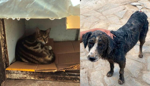 Un refugio de gatos, un colectivo de jóvenes y dos albergues en Ñaña y Santa Eulalia buscan ayuda para animales. Foto: Composición LR / Cortesía