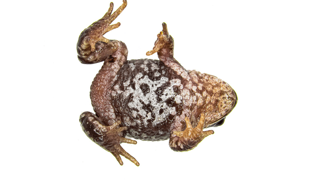 Parte anterior de la rana Phrynopus apumantarum o ‘Espíritu del Mantaro’. Foto: Luis Alberto García Ayachi