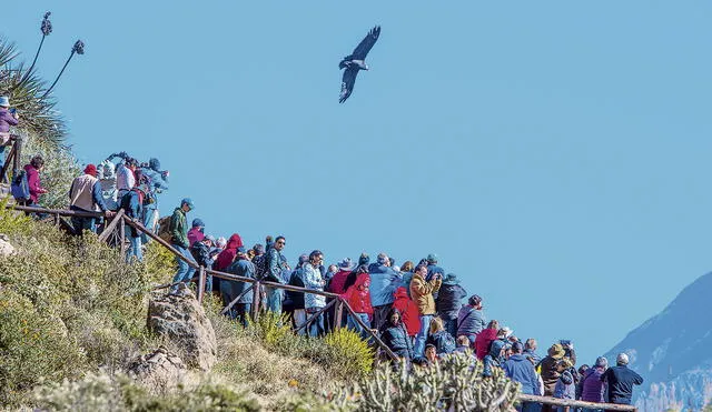 Cruz del cóndor. A este lugar llegan los visitantes extranjeros para apreciar la hondura del cañón y el vuelo del cóndor. Foto: difusión