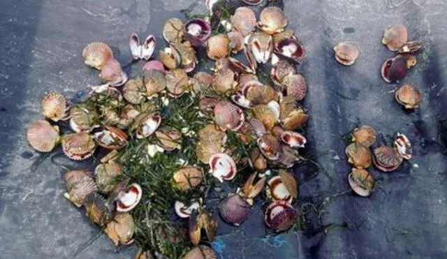 La muerte de las conchas de abanico ocasionó perjuicio económico. Foto: José Aldana