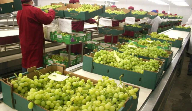 Los envíos de uva fresca acumularon US$335 millones 082.217 en enero. Foto: Andina