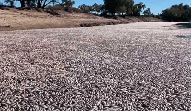 Peces muertos obstruyen un río cerca de la ciudad de Menindee en Nueva Gales del Sur. Foto: AFP