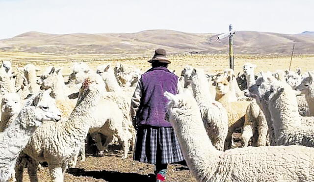 En problemas. Sector agrario y ganadero de Puno es afectado por las reducidas lluvias que se registraron en este año. Foto: La República