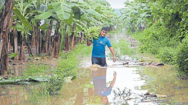 Midagri también cofinanciará el Seguro Agropecuario. Foto: Senasa