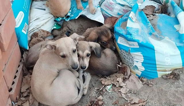 Vecinos de la zona colaboraron para costear desparasitación de cachorros y buscan darlos en adopción. Foto: Cortesía