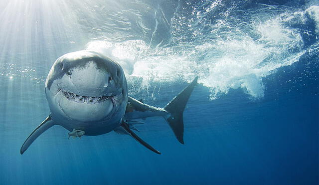 Un hombre en Australia sobrevivió al ataque de un tiburón blanco. Foto: istock