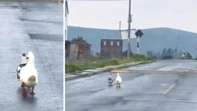 Patitos caminaban lentamente por pista arequipeña. Foto: captura TikTok