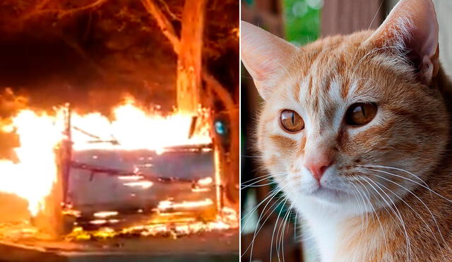 Los felinos se encontraban durmiendo cuando fueron sorprendidos por las llamas que se apoderaron de todo su pequeño albergue. Foto: captura de Twitter @AnaKaCasta