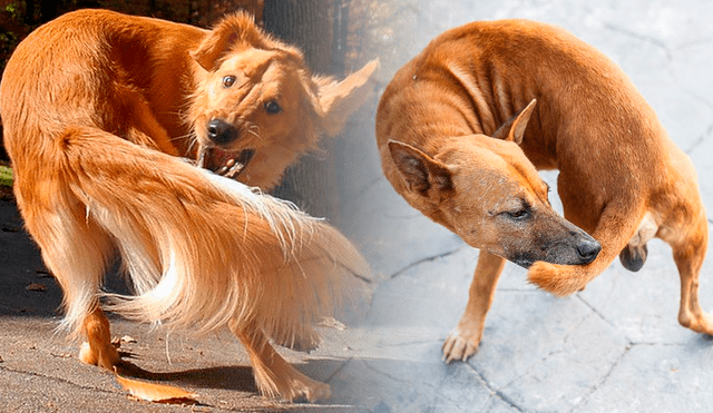 Uno de los comportamientos más comunes en los perros es morderse la cola, sin embargo, esto podría significar problemas en su salud. Foto: composición LR/Soy un perro/Hospital veterinario