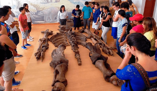 Esqueleto de perezoso gigante atribuido erróneamente a un antiguo humano de grandes proporciones. Foto: Museo Megaterio.