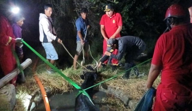 Tras el rescate de Niña Bonita, la población de Nuevo Chimbote espera que sobreviva.  Foto: rsd